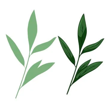 Leaves elements, botanical vector isolated on white background suitable for Stock Illustration