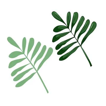 Leaves elements, botanical vector isolated on white background suitable for Stock Illustration