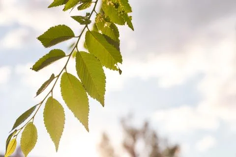 The leaves of the elm tree on a blurred background with the rays of the sun a Stock Photos