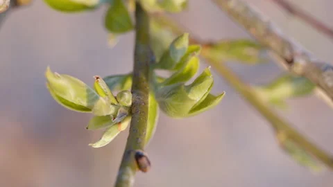 Leaves emerging from buds, closeup 動画素材 131101207
