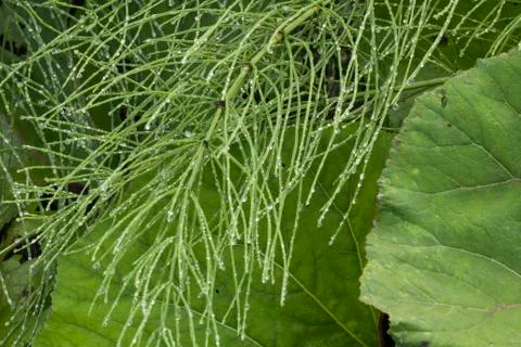 Leaves of Equisetum Stock Photos