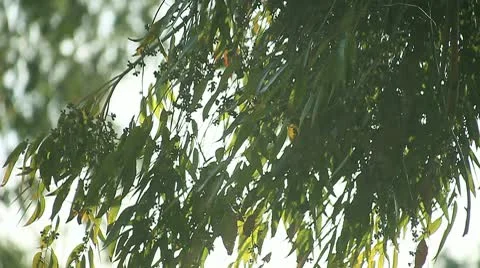 Leaves of eucalyptus tree Stock Footage 10591830