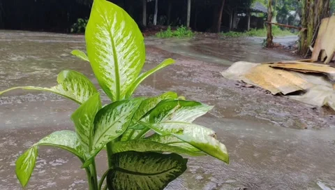 Leaves exposed to rain Stock Footage 220500391
