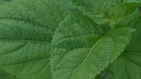 Leaves extreme close up Stock-Footage 5150683