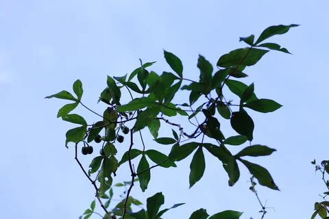 Leaves facing the sky Stock Photos