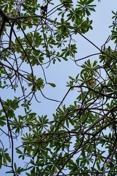 Leaves facing the sky. Stock Photos