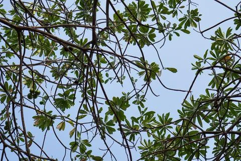 Leaves facing the sky. Stock Photos
