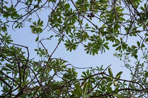 Leaves facing the sky. Stock Photos