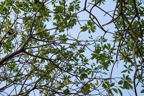 Leaves facing the sky. Stock Photos
