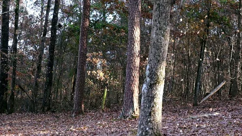 Leaves Fall in Autumn Video stock 120481746