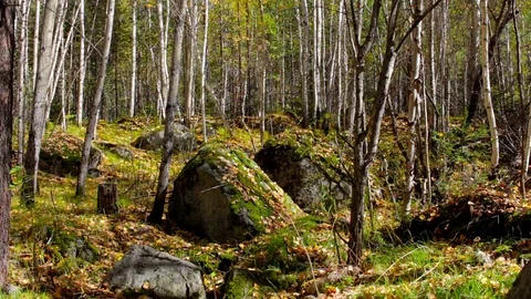The leaves fall in the autumn forest Stock Footage 71786030