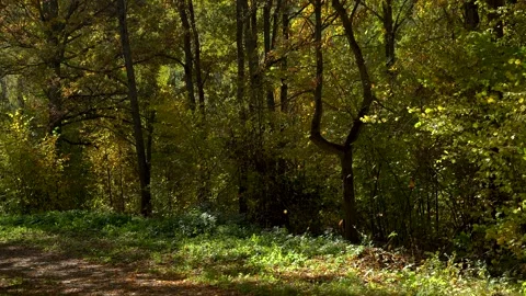 Leaves Fall in the Autumn Forest Stock Footage 317809235