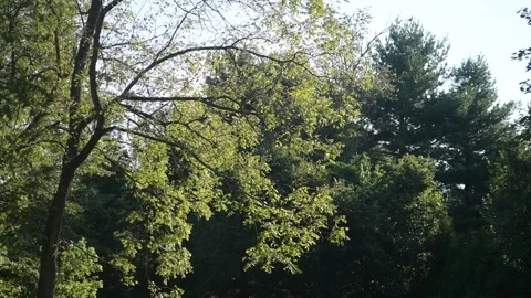 Leaves fall from a black walnut tree Stock Footage 219933680