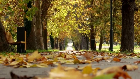 Leaves Fall From The Branches to the floor In Park and fly in the air In Autumn Stock Footage 141936954
