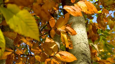 Leaves in Fall Color Stock Footage 115273006