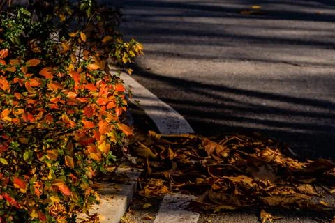 Leaves in fall colors Stock Photos