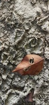 Leaves fall on dry land in the dry season Photos