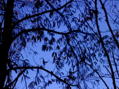 Leaves Fall Stock Footage 490083