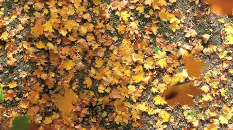 Leaves fall Video stock 11896407
