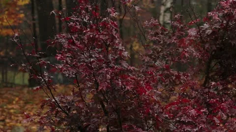 Leaves in the Fall Stock Footage 12435854