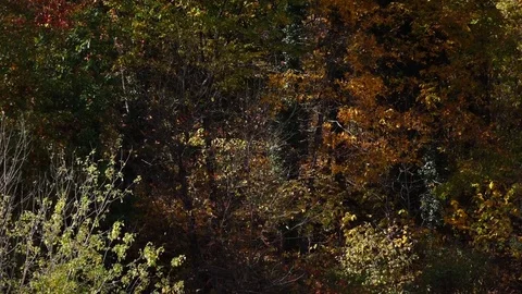 Leaves in the Fall Stock Footage 75659105