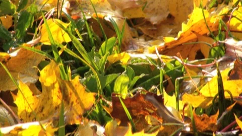 Leaves in fall 库存影片 85686366
