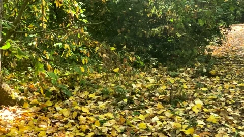 Leaves Fall Stock Footage 139793183