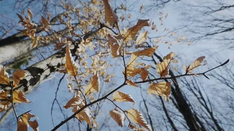 Leaves in the fall Stock Footage 154005448