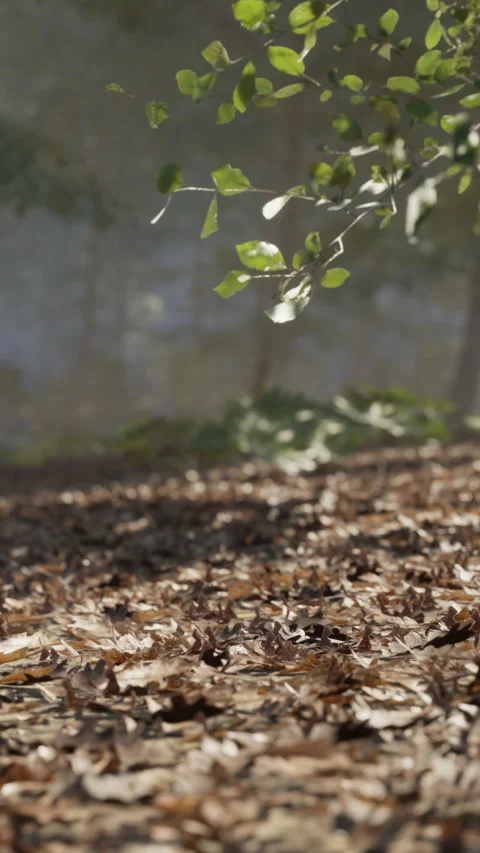 Leaves fall in a forest during a sunny day with sunlight shining through trees Stock Footage 342151839