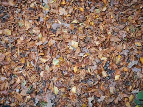 Leaves in fall on the forest floor Stock Photos