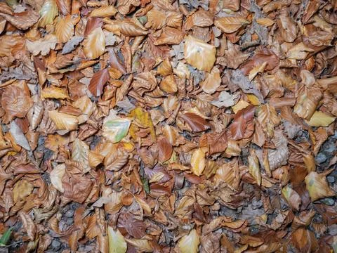 Leaves in fall on the forest floor Foto stock