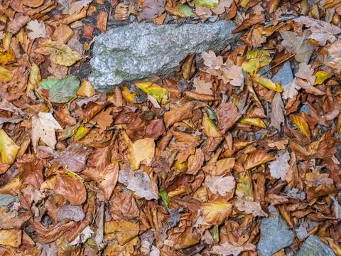 Leaves in fall on the forest floor Stock Photos