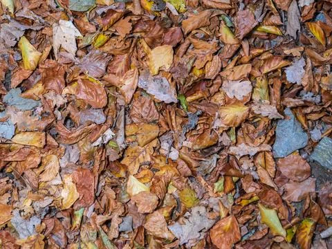 Leaves in fall on the forest floor Foto stock