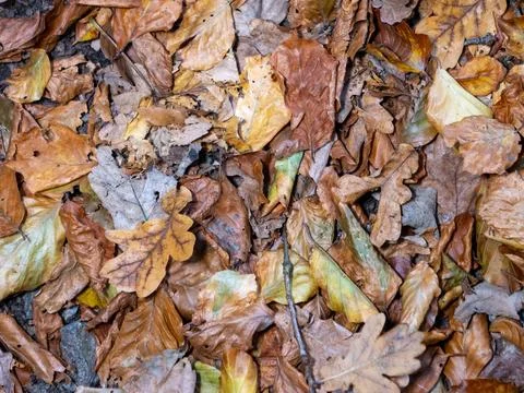 Leaves in fall on the forest floor Foto stock
