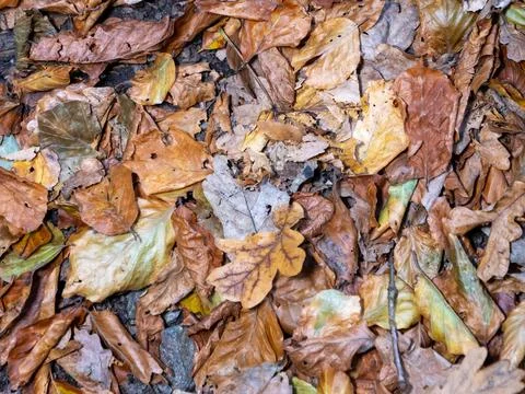 Leaves in fall on the forest floor Stock Photos