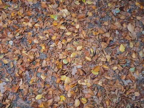 Leaves in fall on the forest floor Stock Photos