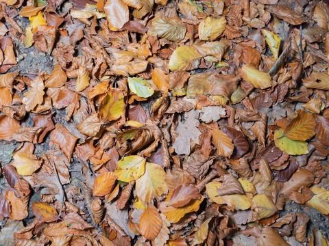Leaves in fall on the forest floor Foto stock