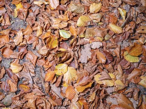 Leaves in fall on the forest floor Stock Photos