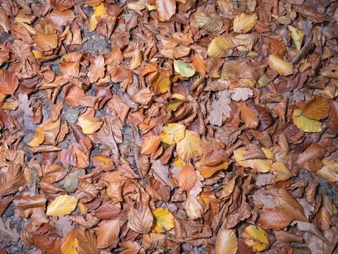 Leaves in fall on the forest floor Stock Photos