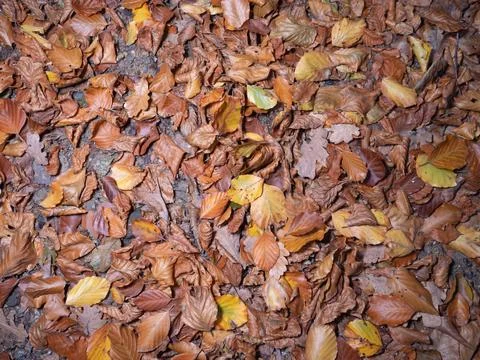 Leaves in fall on the forest floor Foto stock