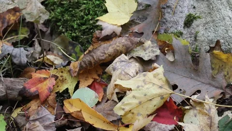 Leaves in the Fall Forest 動画素材 169175223