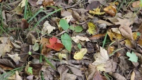 Leaves in the Fall Forest 動画素材 169175570