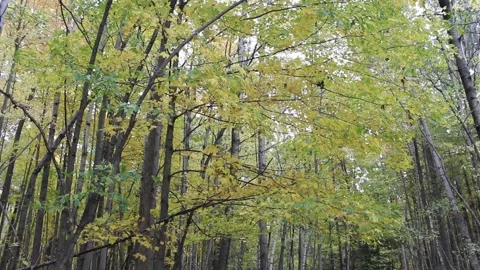 Leaves in the Fall Forest 動画素材 169175589