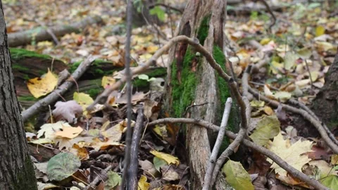 Leaves in the Fall Forest 動画素材 169175607