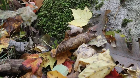 Leaves in the Fall Forest 動画素材 169175713