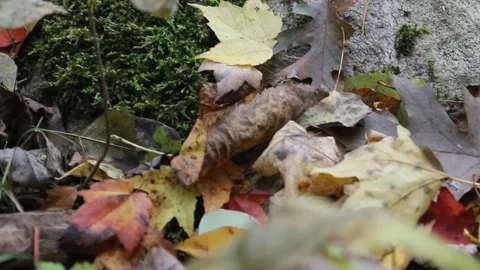 Leaves in the Fall Forest 動画素材 169175764