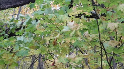 Leaves in the Fall Forest 動画素材 169176290