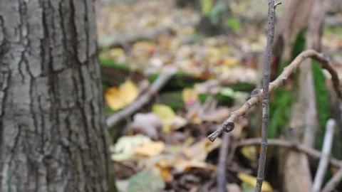 Leaves in the Fall Forest 動画素材 169176342