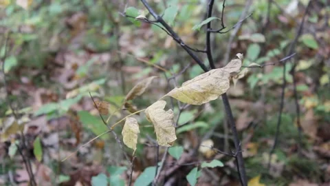 Leaves in the Fall Forest 動画素材 169176594