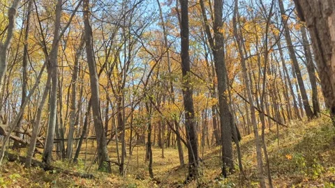 Leaves fall with a gentle wind in a forest Stock Footage 290792660